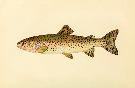 The Steelhead Trout (Adult Male) Salmo-Rivularis