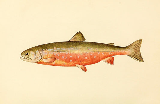 The Sunapee Trout (Adult Male) Salvelinus-Aureolus