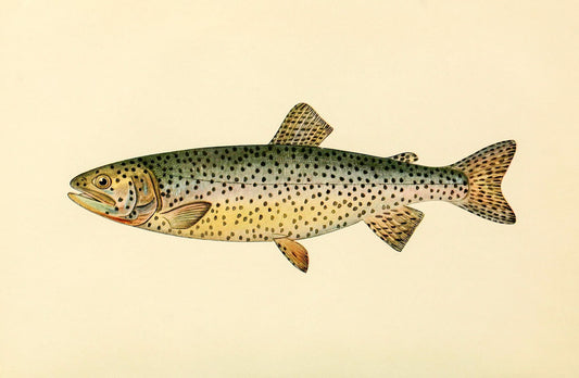 The Tahoe Trout (Adult Male) Salmo-Henshawi
