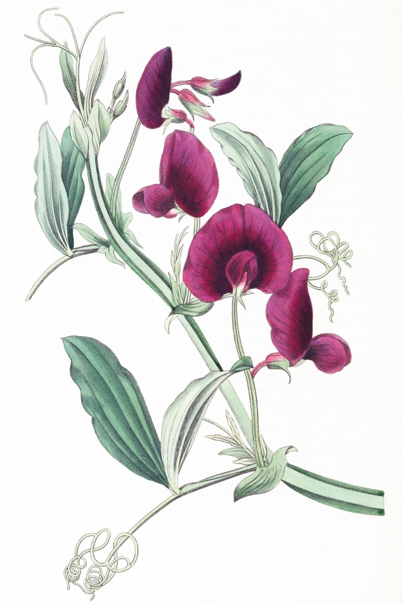 The Tangier Pea
