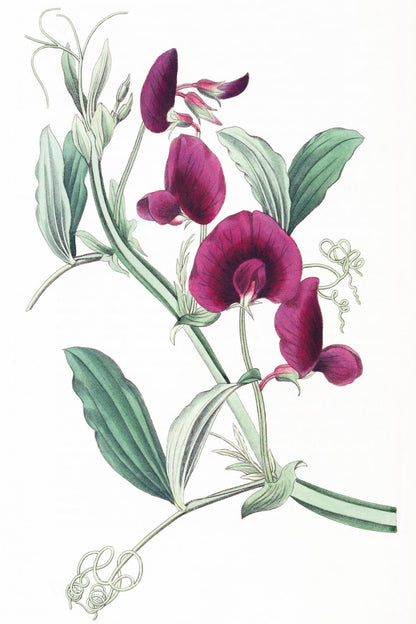 The Tangier Pea