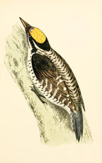 Three-Toed Woodpecker