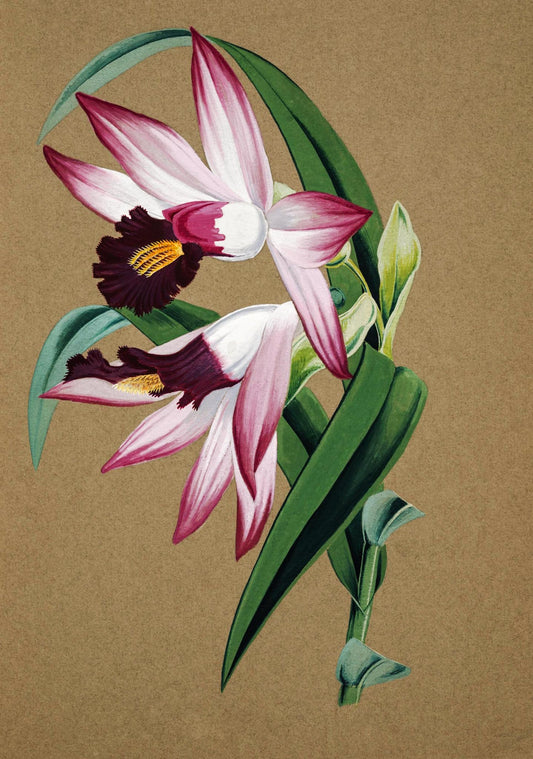 Thunia bensoniae