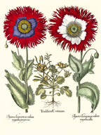 Tordylium Eyed garden poppy with fringed petals