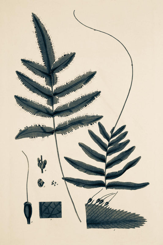 Trichomanes Floribundum