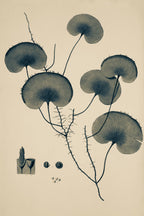 Trichomanes Reniforme