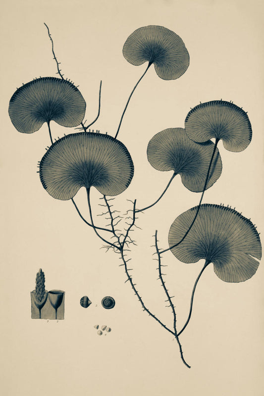 Trichomanes Reniforme