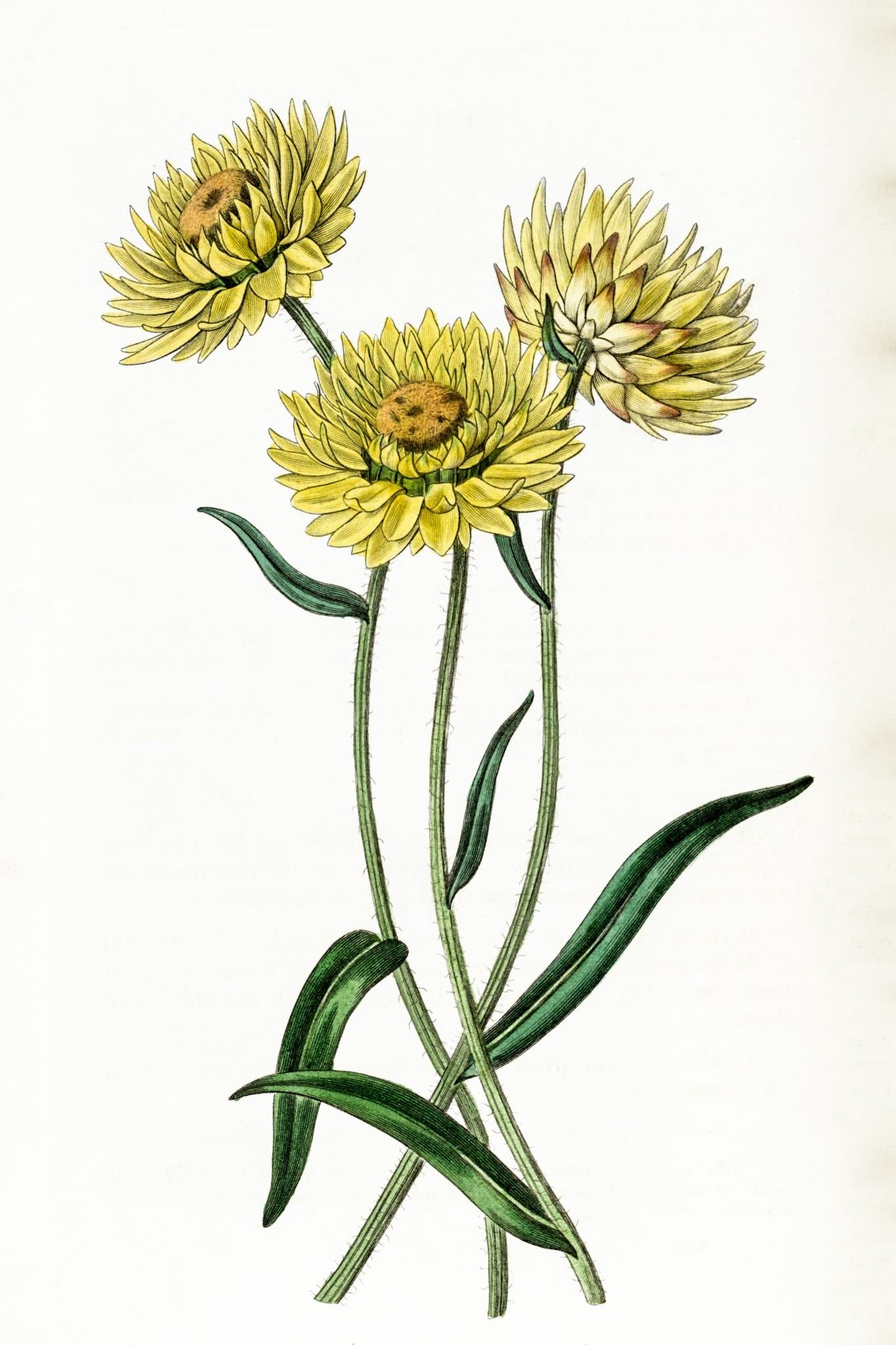 Two-coloured Elichrysum