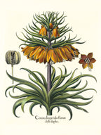Two-tiered crown imperial fritillary with open flower