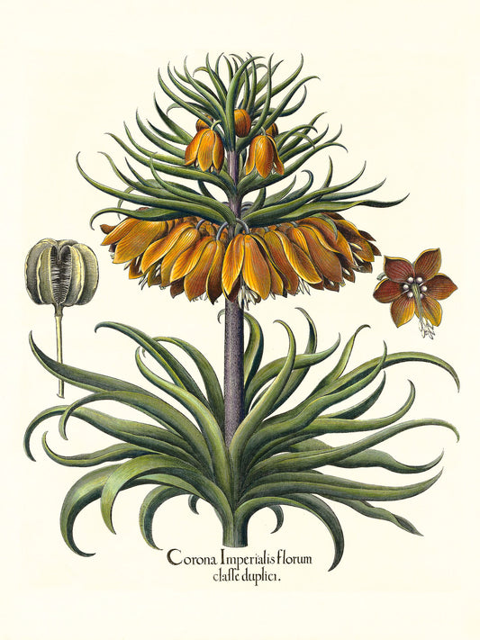 Two-tiered crown imperial fritillary with open flower