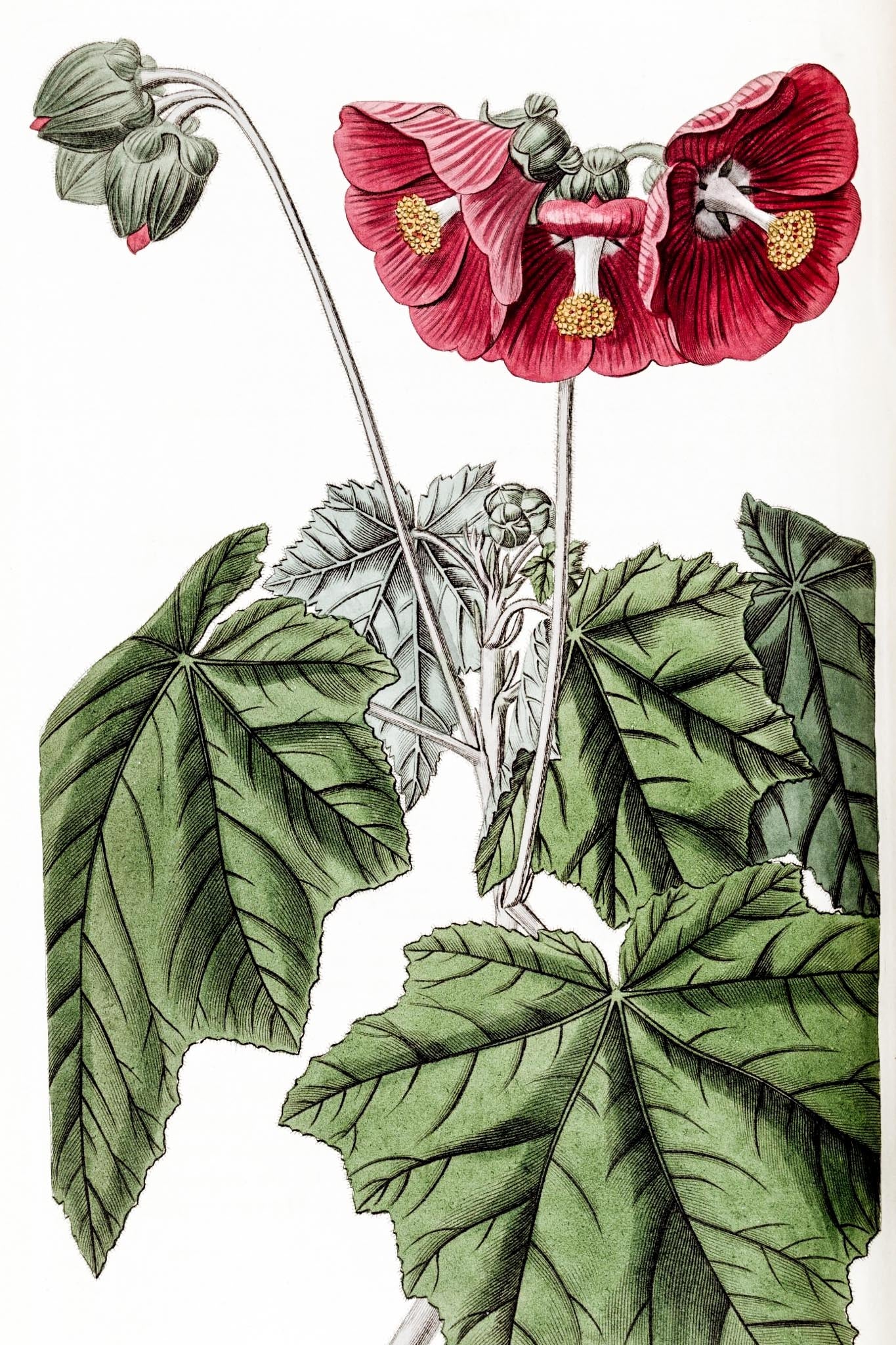 Umbel-flowered Mallow