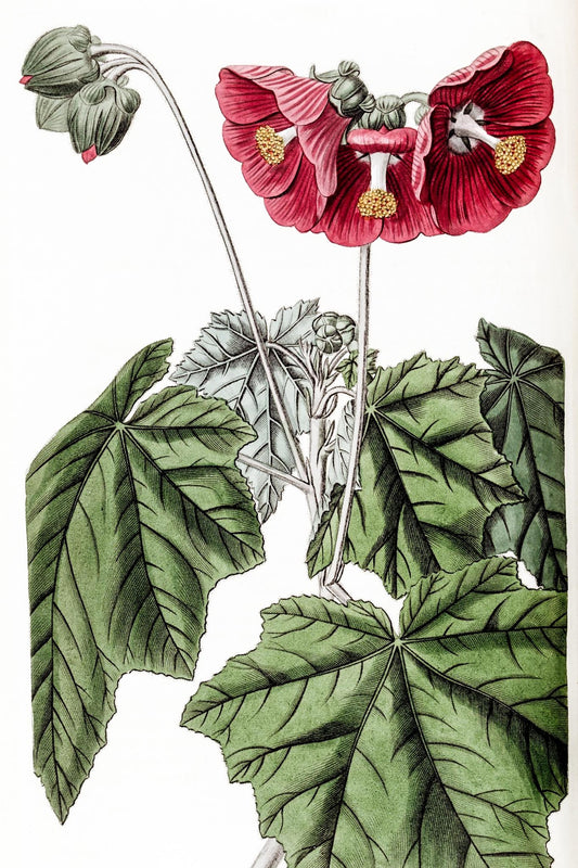 Umbel-flowered Mallow