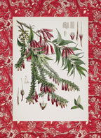 Vaccinium Salignum