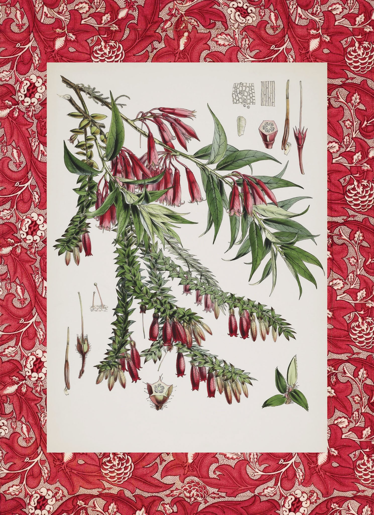 Vaccinium Salignum