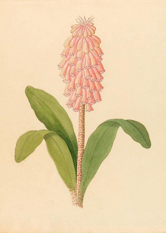 Veltheimia Viridifolia (Veltheimia Bracteata)