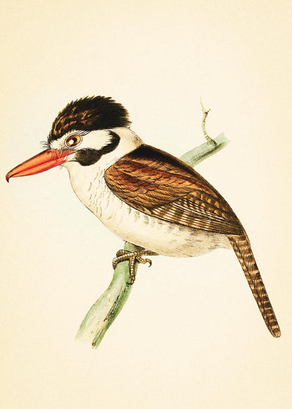 White-ear'd Puff-bird