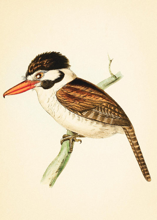 White-ear'd Puff-bird