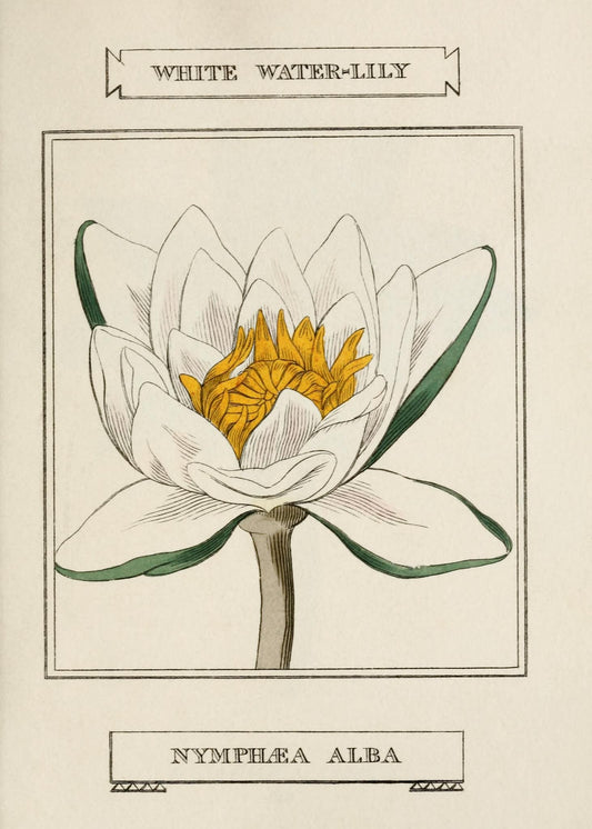 White Water-Lily