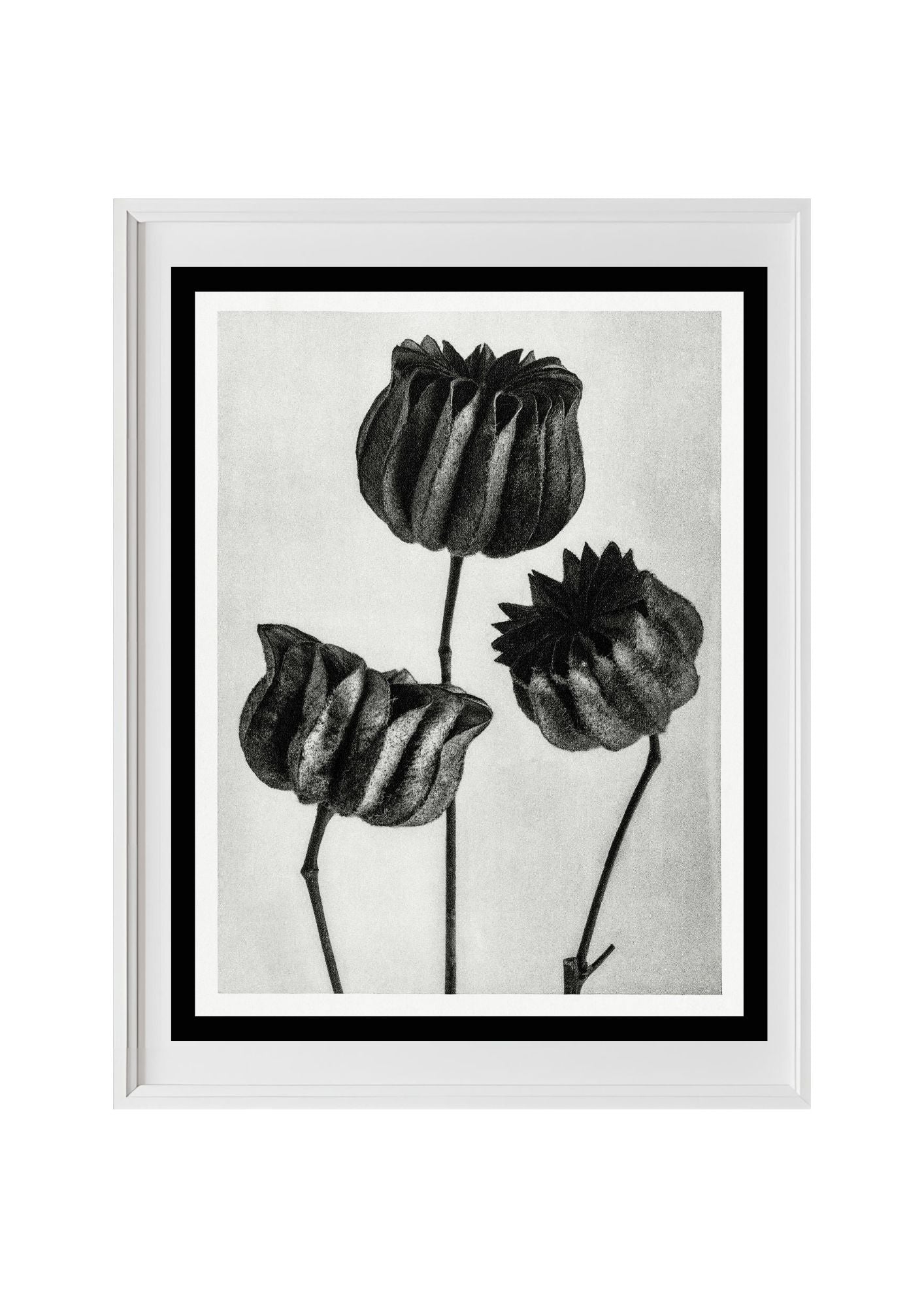 Abutilon (Lime Mallow) pod