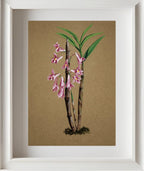 Dendrobium Hasselti