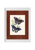 Papilio erechtheus