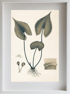 Lindsaea Sagittata