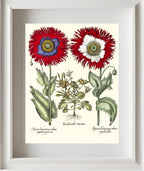 Tordylium Eyed garden poppy with fringed petals