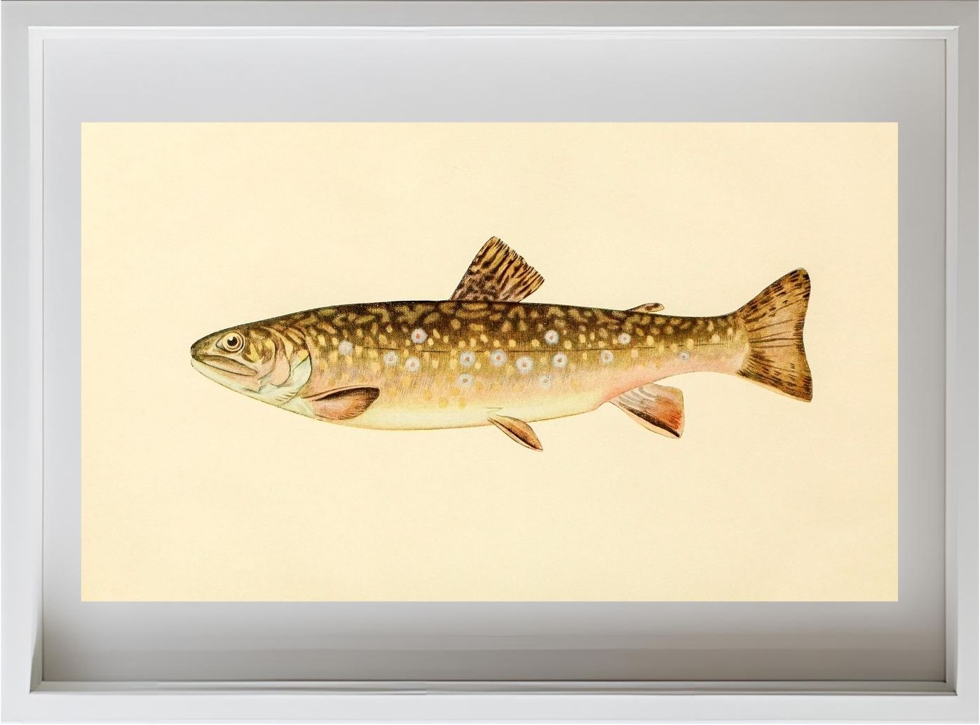 The Brook Trout (Adult Female) Salvelinus-Fontinalis
