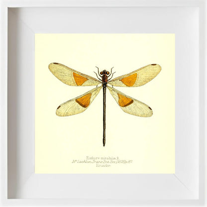 Euthore Mirabilis (female)