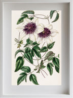 Siebold's Clematis