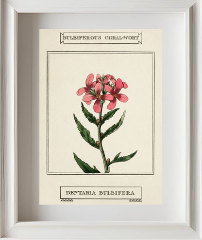 Bulbiferous Coral-Wort