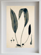 Acrostichum Hybridum
