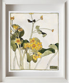 Marsh Marigold