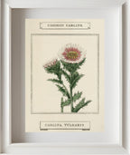 Common Carline