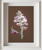 Calanthe Dominii