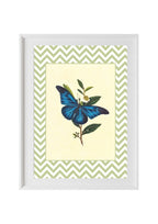 Papilio Menelaus
