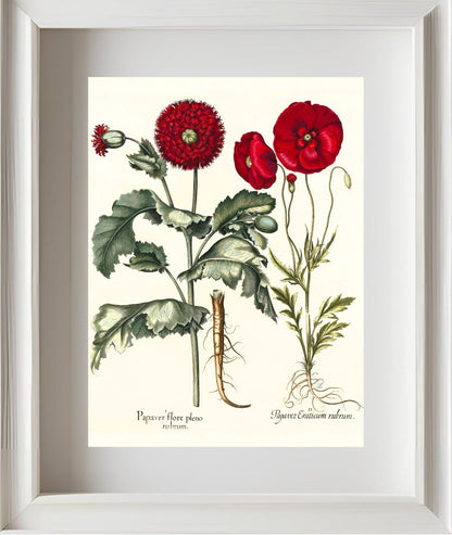 Double-flowered red garden poppy, Corn poppy