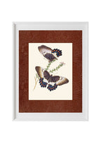 Papilio aegeus