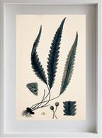 Polypodium Scolopendrioides
