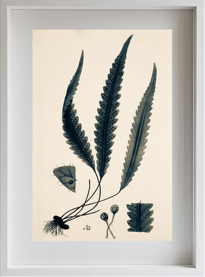 Polypodium Scolopendrioides