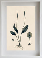 Ophioglossum Ellipticum