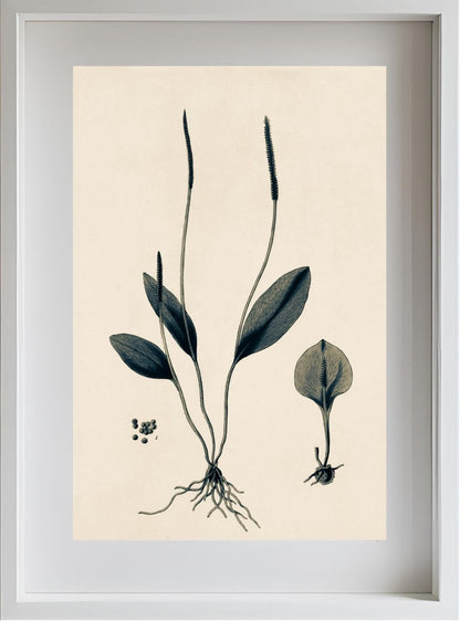 Ophioglossum Ellipticum