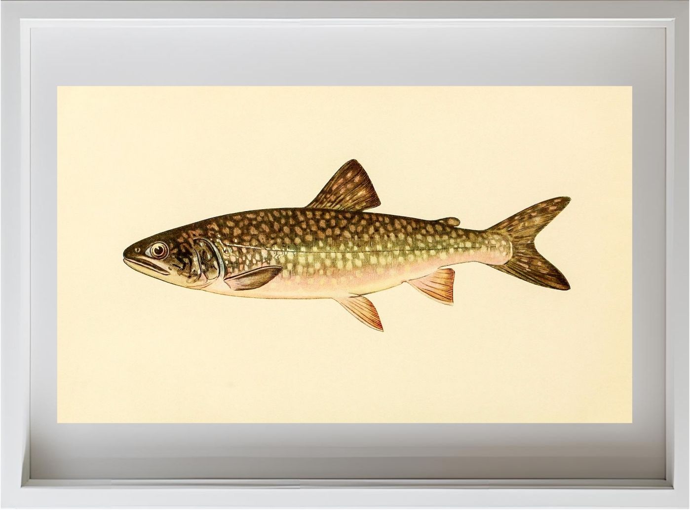 The Great Lake Trout (Adult Male) Christivomer-Namaycush