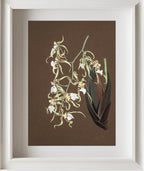Oncidium Phymatochylum