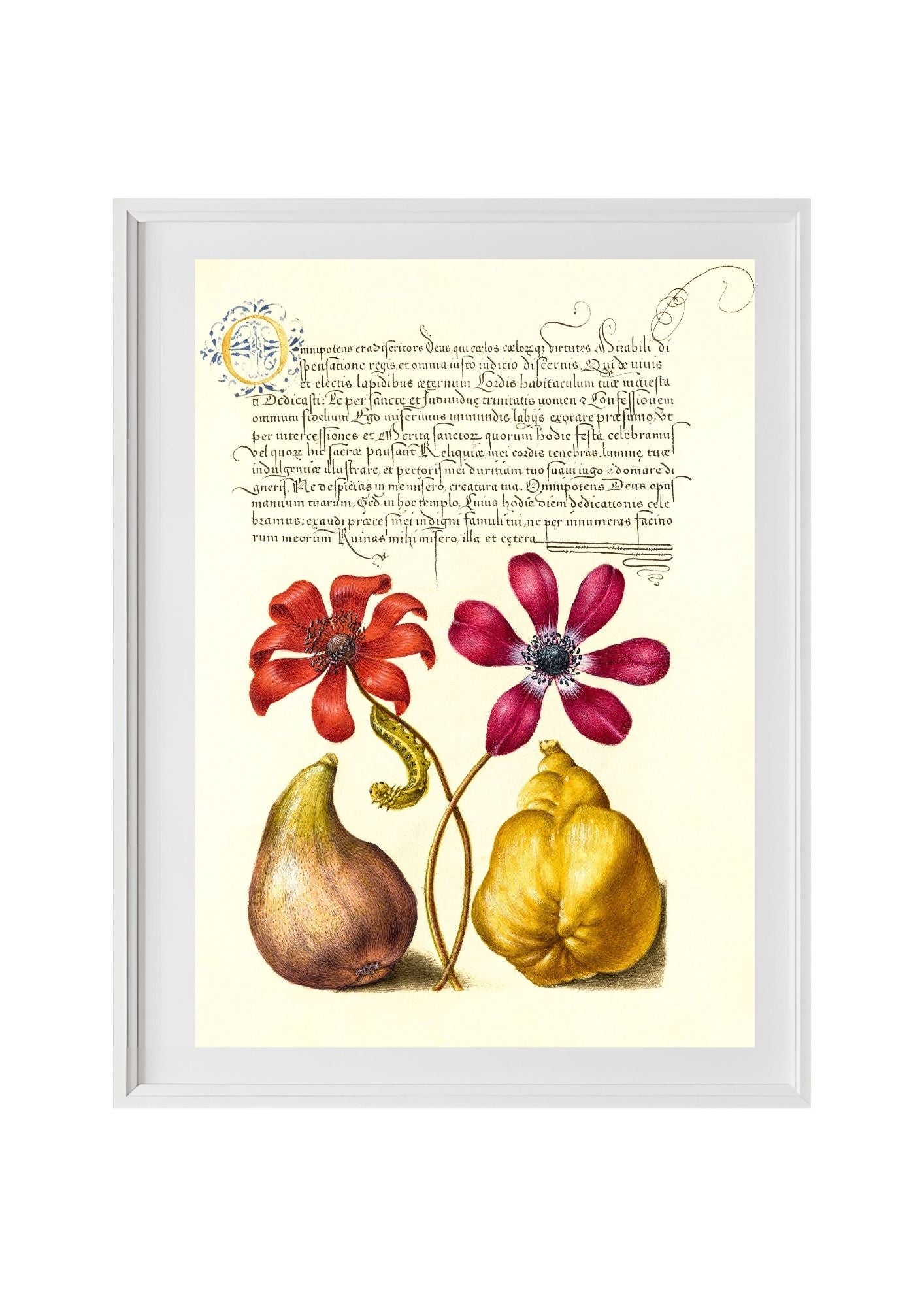 Poppy Anemones, Caterpillar, Fig, and Quince