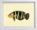 Scarus Quinque-Fasciatus