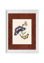 Butterflies 3