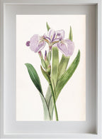 Bristle-Tipped Iris