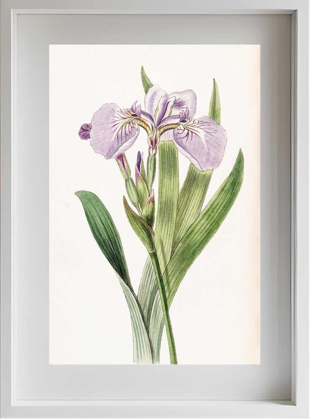 Bristle-Tipped Iris