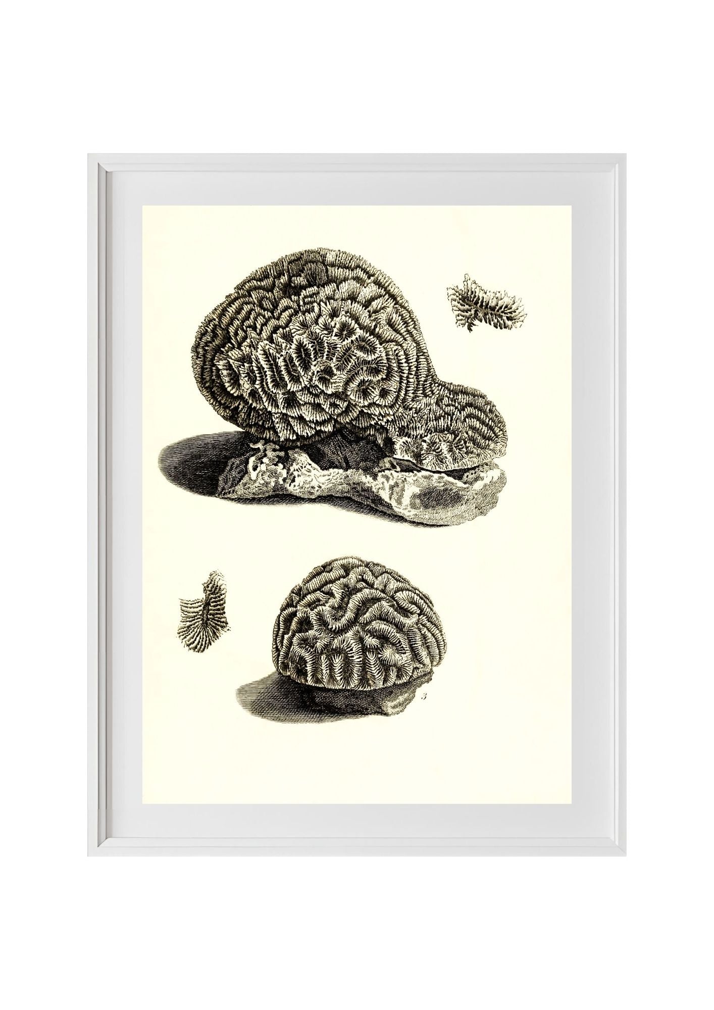 Meandrina daedalea; Meandrina labyrinthica